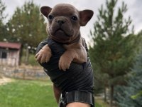 Blue tan french bulldog yavrular