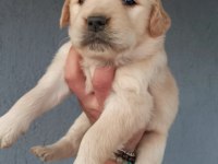 Baby face golden retriever yavrular