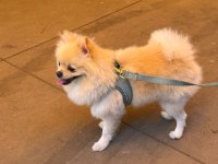 Sevimli pomeranian yavrular