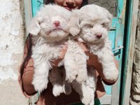 Maltese terrier