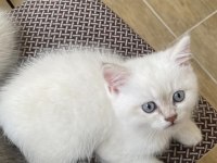 45 Günlük British Shorthair Bilgi İçin Mesaj Atınız