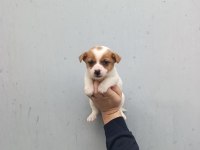 A kalite jack russell bebekler