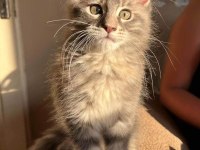 Çok güzel dişi maine coon silver renk