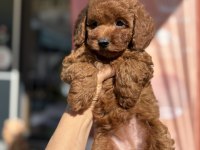Toy poodle prenses