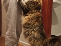 Tüm aşı ve belgeleri eksiksiz şecereli safkan maine coon