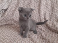 Birinci Kalite Blue Point Scottish Fold Yavrular
