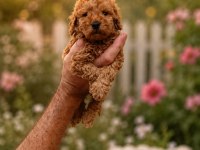 Koyu Kızıl Poodle