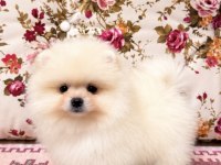 Biblo Pomeranian Boo