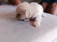 Antalyadan 0 Numara Safkan Maltese Terrier Yavruları