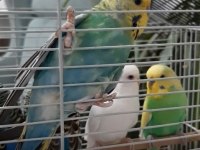 4 ADET YAVRU MUHABBET KUŞU