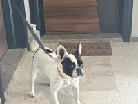 2.5 Yaşında French Bulldog Dişi