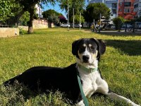 Sevimli Dostumuz Köpeğimize Acil Yuva Arıyoruz
