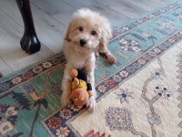Oyuncu max toy poodle
