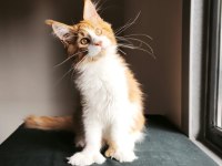 XXL maine coon erkek tüm aşı ve belgeleri dahil şecereli