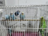 Muhabbet kuşu Yavru