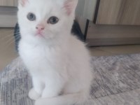 BEBEK KEDİLERİMİZ YENİ YUVASINI ARIYOR