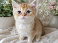 British Shorthair Golden Ny12 Ny11