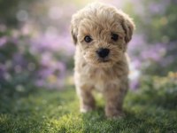 Maltipoo yavrular