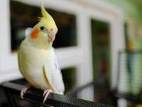 Yetişkin ele alışkın albino sultan papağanı