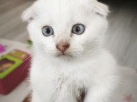 Scottish fold yavru kediler