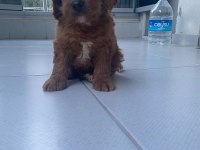 IRK VE SAĞLIK GARANTİ MALTİPOO YAVRUMUZ