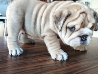 SHOW KALİTE EGZOTİK ENGLİSH BULLDOG