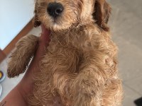2 tane erkek Toy poodle