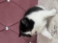 Kaliteli ev de doğmuş yavru kedimiz