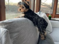 Teacup 500 Gr Büyümeyen Süs Köpeği