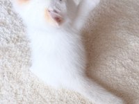 Safkan British Shorthair Golden Point Erkek Yavru