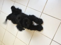 2 buçuk yaşında miniature schnazuer dişi