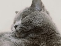 Gri British Shorthair 2 Yaşında