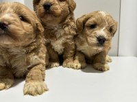 Poodle ayarı da maltipoo