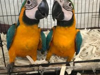ÜST DÜZEY EL BESLEME ARA MACAW FULL EVCİL
