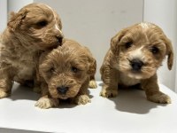 Poodle ayarı da maltipoo