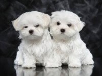 Maltese Terrier Xs Sıfır Numara Ev Doğumlu Bebeklerim