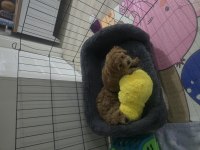 Erkek Dişi Toy Poodle