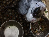 Jako Bebek Papağanımız