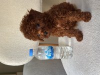 Orijinal tea cup teddy surat ev bakımlı poodle