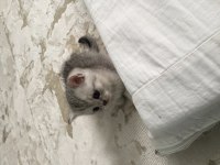 Bakımlı Miss Gibi Aile Kediler