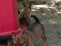 2 Aylık Belçika Malinois