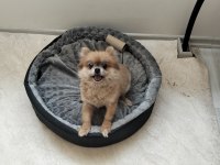 Turuncu dişi köpeğimiz 1 yaşında bu kadar uyguna imkansız