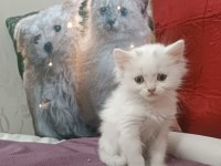 Kar topu british shorthair bebek