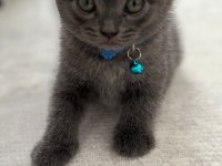 Scottish Fold & British Fold Yeni Yavrular