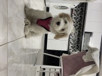 Pamuk gibi maltipoo