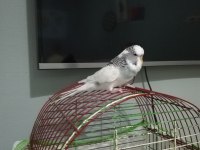 Erkek Jumbo Yavru Muhabbet Kuşu