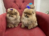 Yavru Erkek Pomeranian Boo