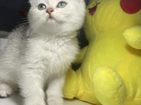 Safkan British Shorthair Dişi Yavru