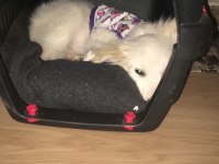 Dünya güzeli köpeğimiz arya
