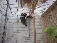 Güzel kuşlar yuvaya giriyorlar